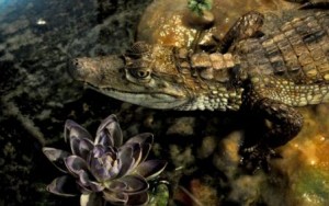 expozitie reptile vii